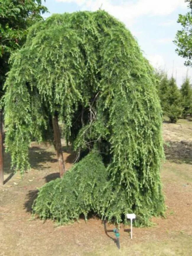 тсуга пендула. можжевельник плакучий. можжевельник виргинский пендула. тсуга канадская пендула tsuga canadensis. можжевельник виргинский пендула.