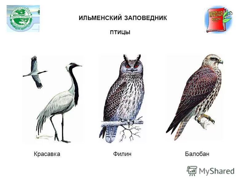 Животный и растительный мир ильменского заповедника. Обитатели ильменского заповедника. Ильменский заповедник редкие животные. Животный и растительный мир ильменского заповедника. Фауна ильменского заповедника.