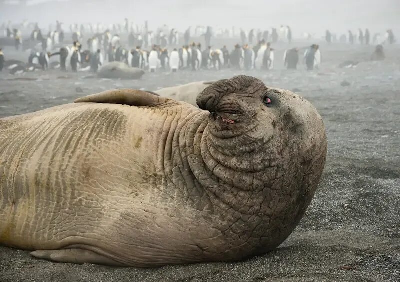 10 самых больших животных. Ластоногие морской слон. Самый большой морской слон. Самый большой тюлень в мире. Жирный морской слон.