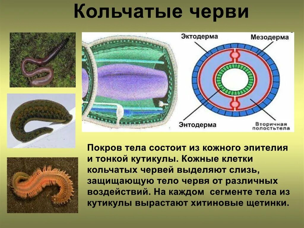 Тип плоские черви покровы тела таблица Тип плоских червей полость тела