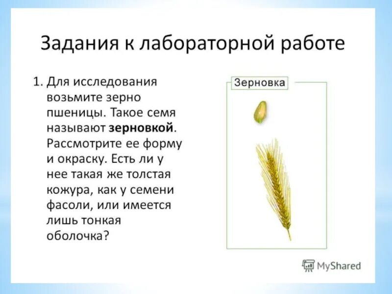 Пшеница рисунок растения. Строение злаковых однодольных. Пшеница биология 7 класс. Строение пшеницы лабораторная работа. Пшеница биология 7 класс.