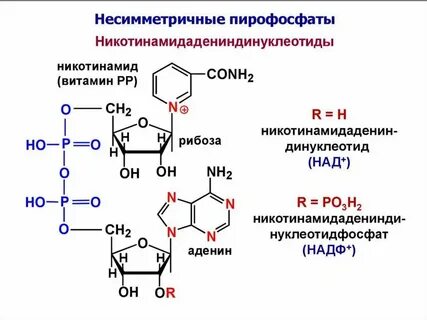 Уридиловые нуклеотиды
