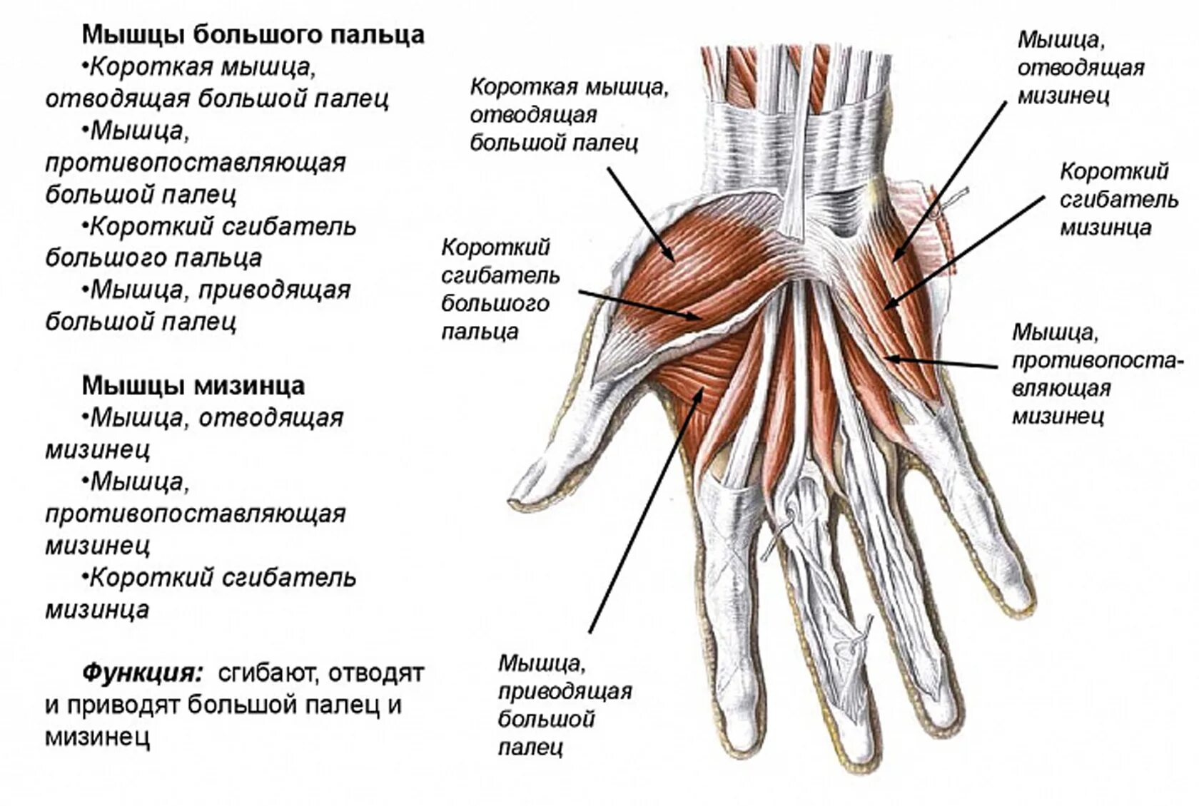 Мышцы кисти правой вид спереди. Сухожилия сгибателей кисти анатомия. Медиальная группа мышц кисти. Кисть руки анатомия строение мышц. Болят пальцы и запястья