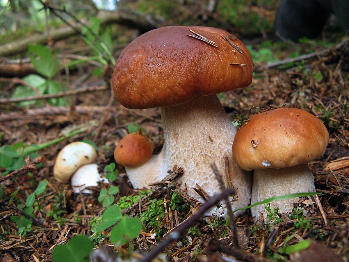 белый гриб в ельнике. грибы 20 года. грибы 20 года. белые грибы в сибири. грибы 20 года.