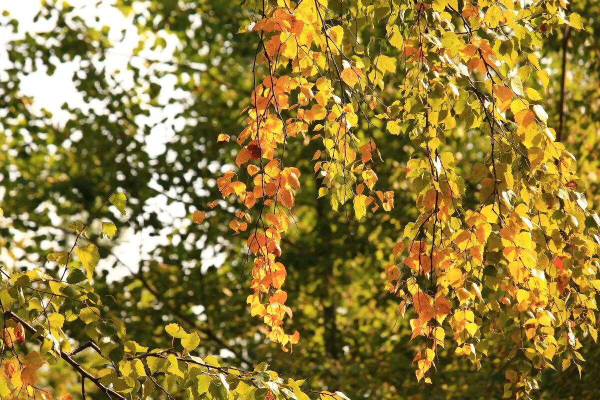 березовый береза сентябрьский сентябрь. березы. золотая береза. осенняя береза у реки. березовые косы.