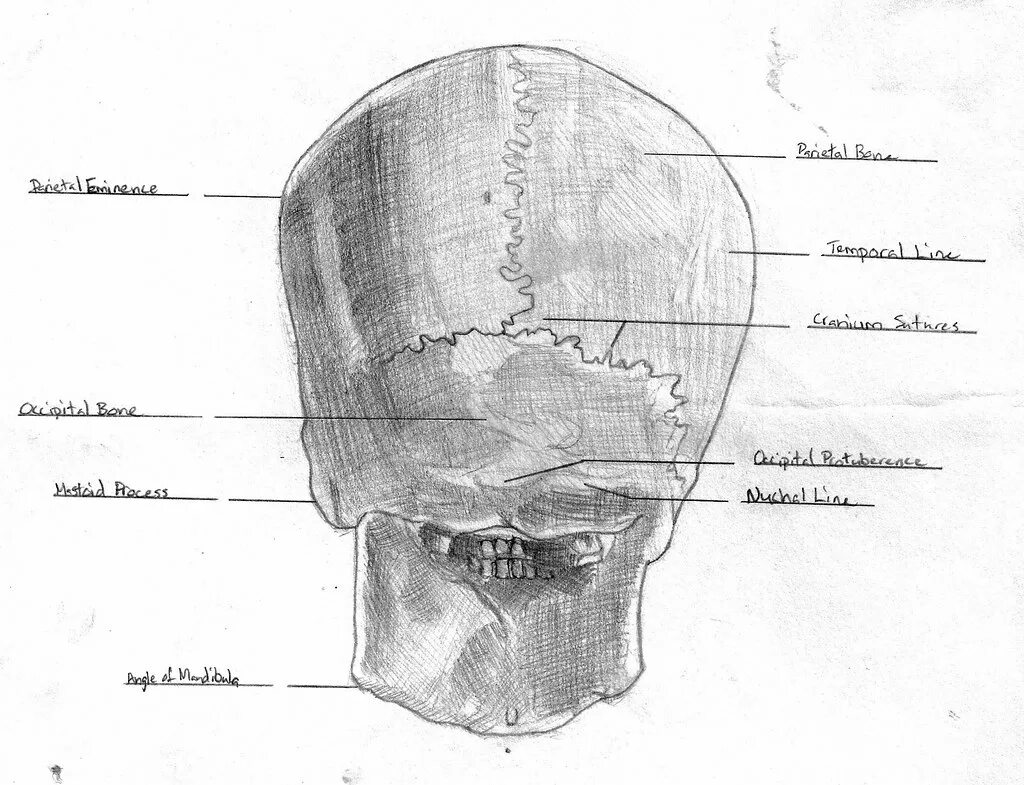 Череп задняя часть