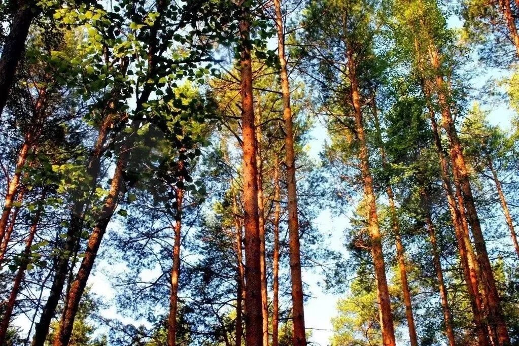 Утро в сосновом бору - конкурс "Утро" - Фотоконкурс.ру