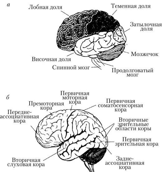 В теменной доле анализаторы