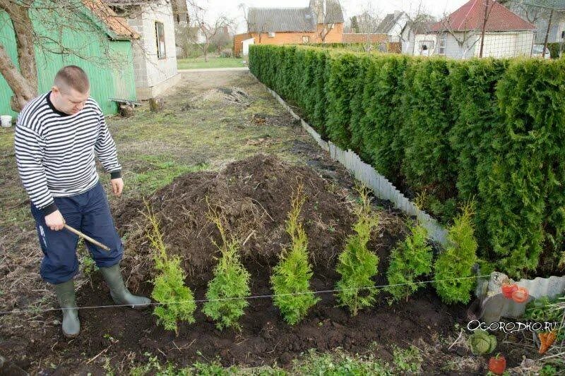 Высадка туй. Мульчирование туи Смарагд. Туя Брабант Живая изгородь. Туи Брабант мульчирование. Туя Брабант забор.