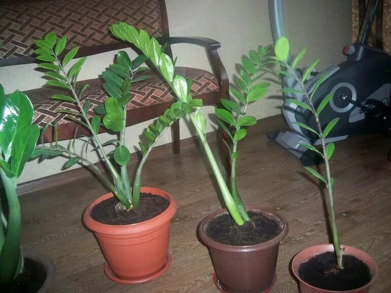 Какая земля для долларового дерева. Замиокулькас в серамис. Замиокулькас земля. Замиокулькас долларовое дерево земля. Цветок замиокулькас пересадка.