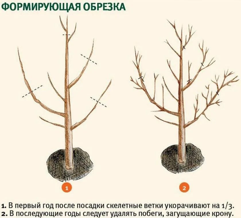 Абрикос плодоносит через год. Обрезать абрикос весной. Формировка абрикоса. Обрезка абрикоса схема. Уплощенная крона абрикоса формировка.