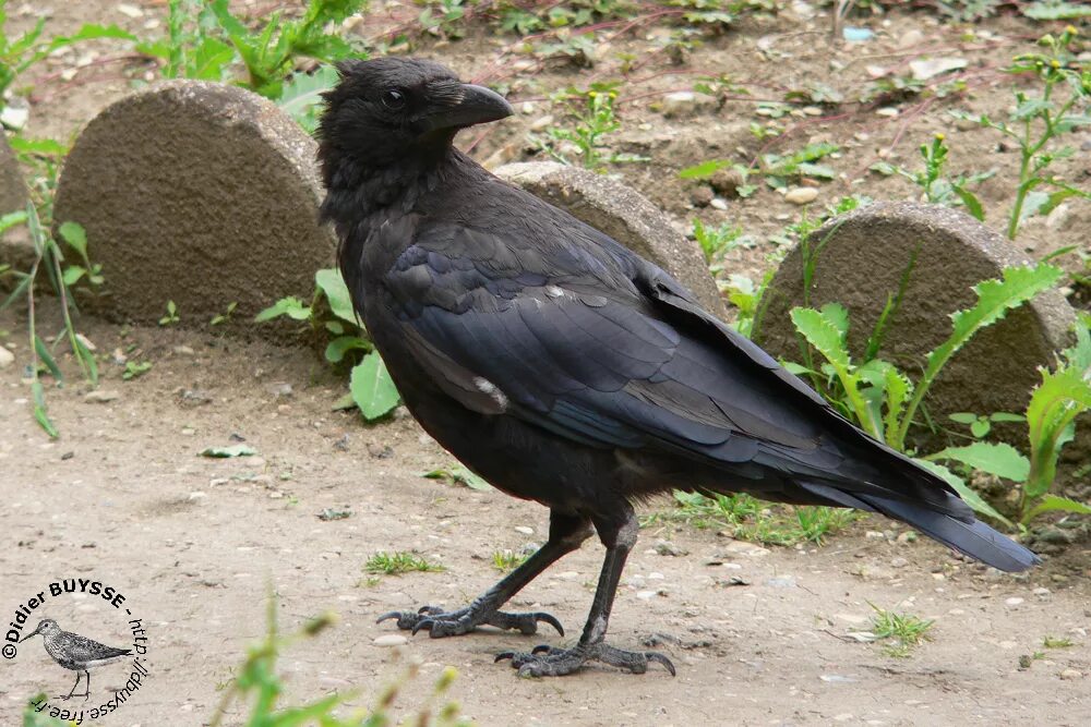 тихий дон (2015) режиссер: сергей урсуляк. чёрный ворон друг залётный. чёрный ворон слова текст.