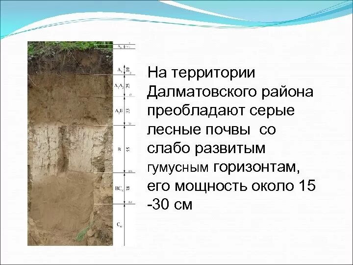 Тип почвы в тайге россии. Гумусовый горизонт черноземных почв. В районе преобладают почвы. Чернозема дерново подзолистой почвы. Подзолистые почвы тайги.