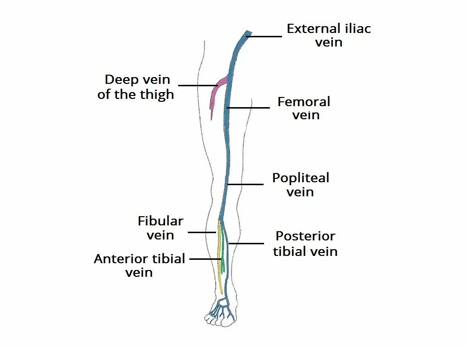 Vena saphena. Сафена Магна. Вена сафена Магна. Venous Drainage of lower Extremity.