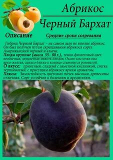 Сорт абрикоса черный