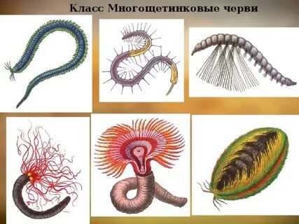 Представители многощетинковых