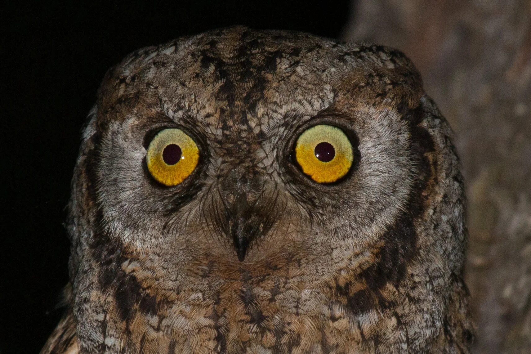 сова удивлена. удивлённая сова. удивленная сова. удивленная птица. сова удивление.