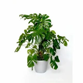 Extra plant
