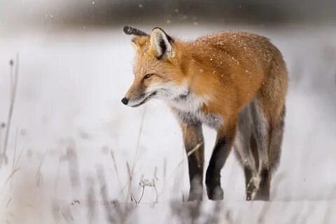 Журналдардағы жалаңаш Анна Слю