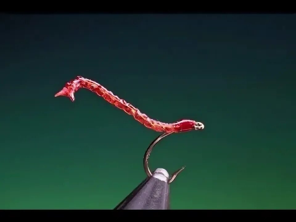 Best worm. Муха bloodworm.