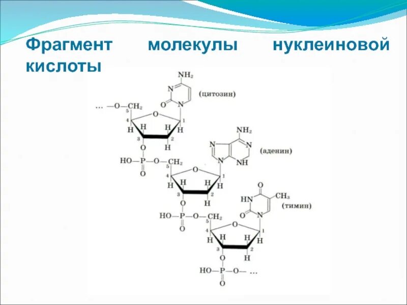 Строение нуклеиновых кислот формула. Строение нуклеиновых кислот ДНК. Структура нуклеиновых кислот формула. Нуклеиновые кислоты структура молекулы.