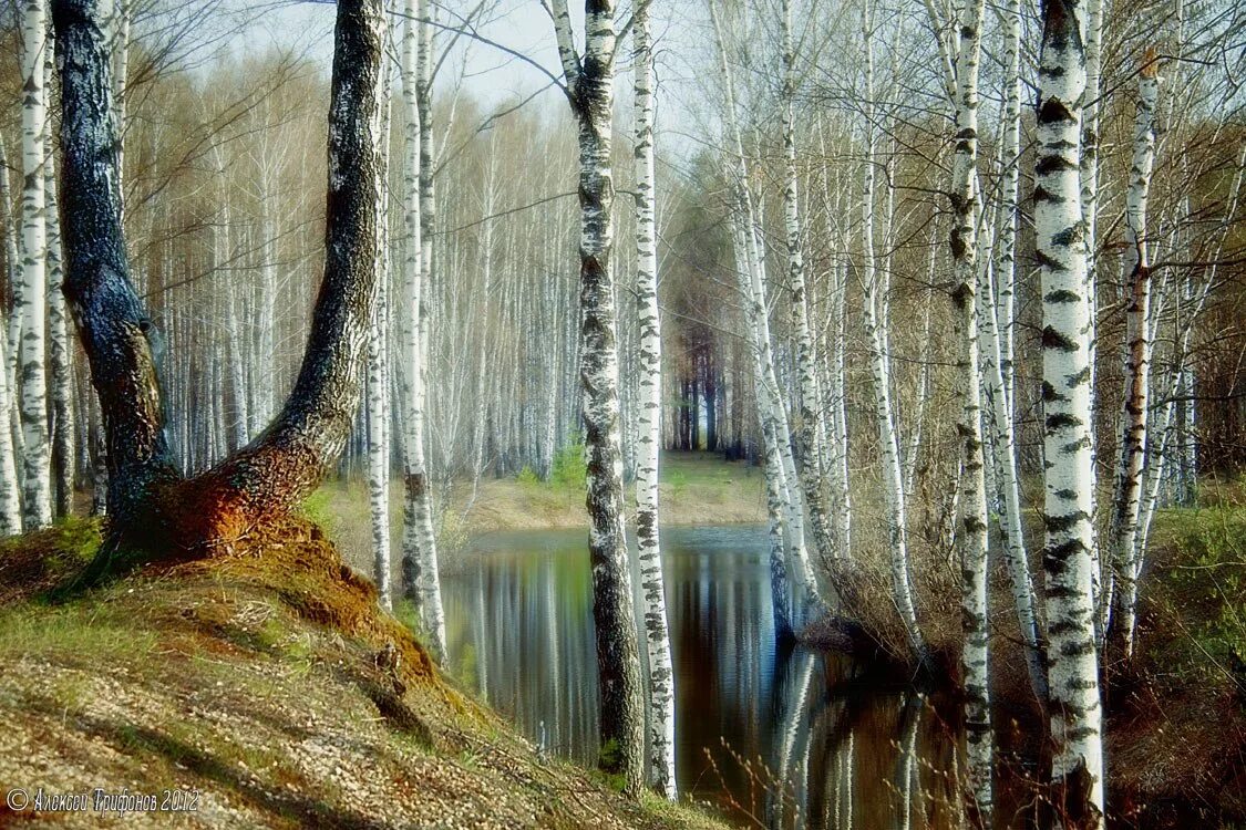 Меж берез. Лес весной. береза весной. весенний пейзаж.