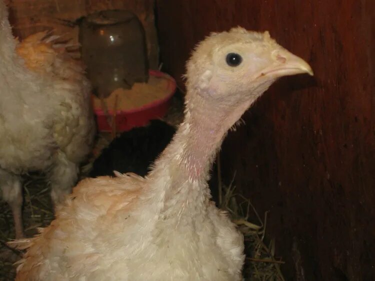 Индюшата пищат. Индюшонок. индюшата подростки. индюшонок картинки.