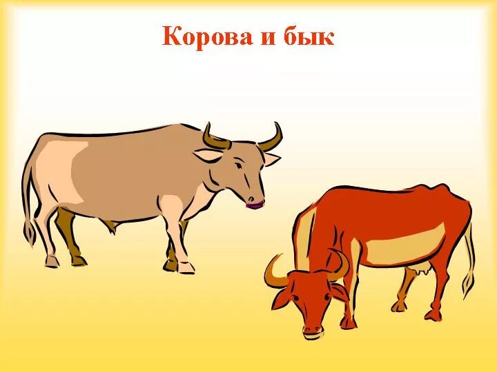 Коровы и телята. Корова и бык. Корова бык теленок. Бык и теленок. Теленок на прозрачном фоне.