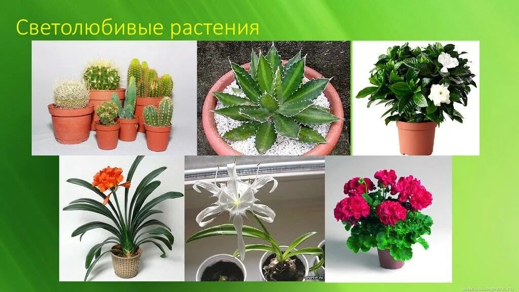 Светолюбивые и тенелюбивые. Самые светолюбивые растения. Светолюбивые комнатные цветы. Светолюбивые тенелюбивые теневыносливые. Не светолюбивые комнатные растения.