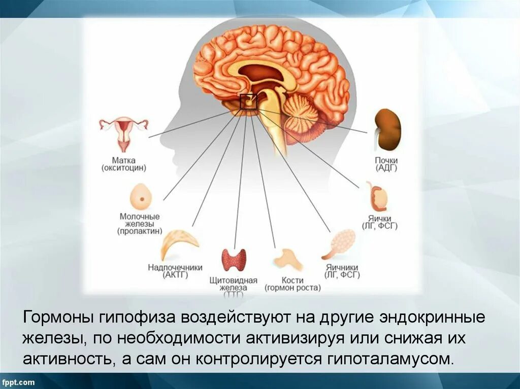 Надпочечники соматотропин