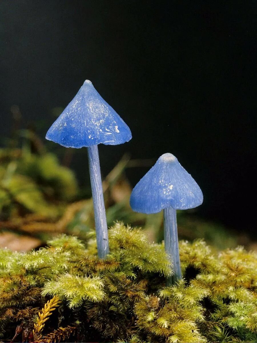 Живой синий гриб. Гриб Энтолома голубая. Голубой гриб Entoloma hochstetteri. Голубая Мицена. Энтолома гриб поганка.