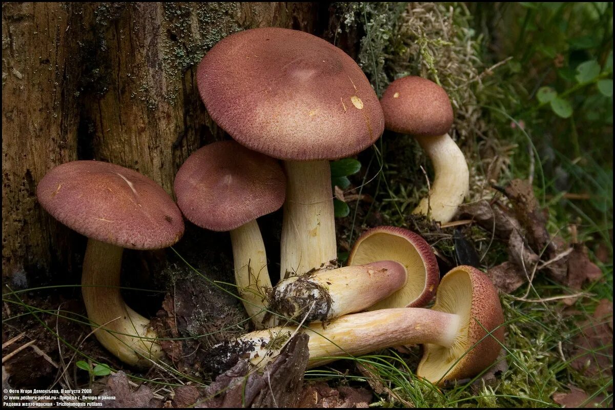 Tricholoma dulciolens. опёнок красный. гриб lepista sordida. гриб рядовка розовая. грибы синюхи рядовка фиолетовая.