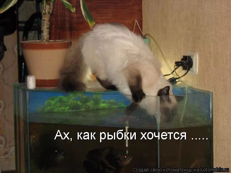 коты воруют рыбу. ну что дружок похмелье. доброе утро с похмелья. почему после рыбы хочется пить. я достану тебе луну с неба кастрюля.