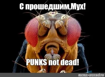 Мозги мухи