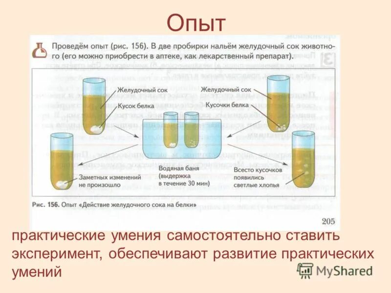 Изучение действия желудочного сока на белки. Действие ферментов желудочного сока на белки. Опыт действие желудочного сока на белок. Воздействие желудочного сока на белки лабораторная.