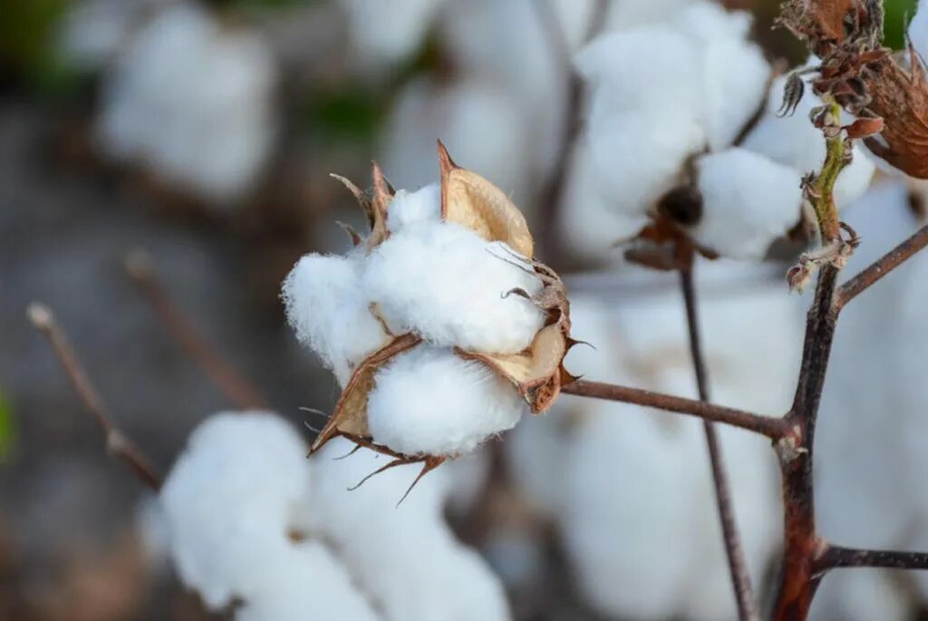Доклад про хлопок. Свойства хлопка. Текстильные волокна: хлопок и лён". 4 тип хлопка. Таблицы типы тканей соединительная мышечная нервная эпителиальная.
