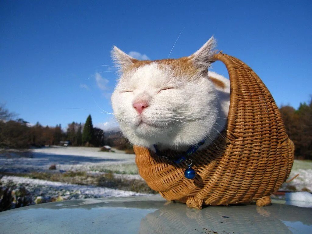 Широнеко кот. Японский кот Широнеко. Довольный кот. Забавные коты. Смешные коты 2024