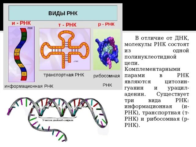 Постройте цепь рнк. Информационная РНК. Цепочка РНК. Синтез нуклеиновых кислот.