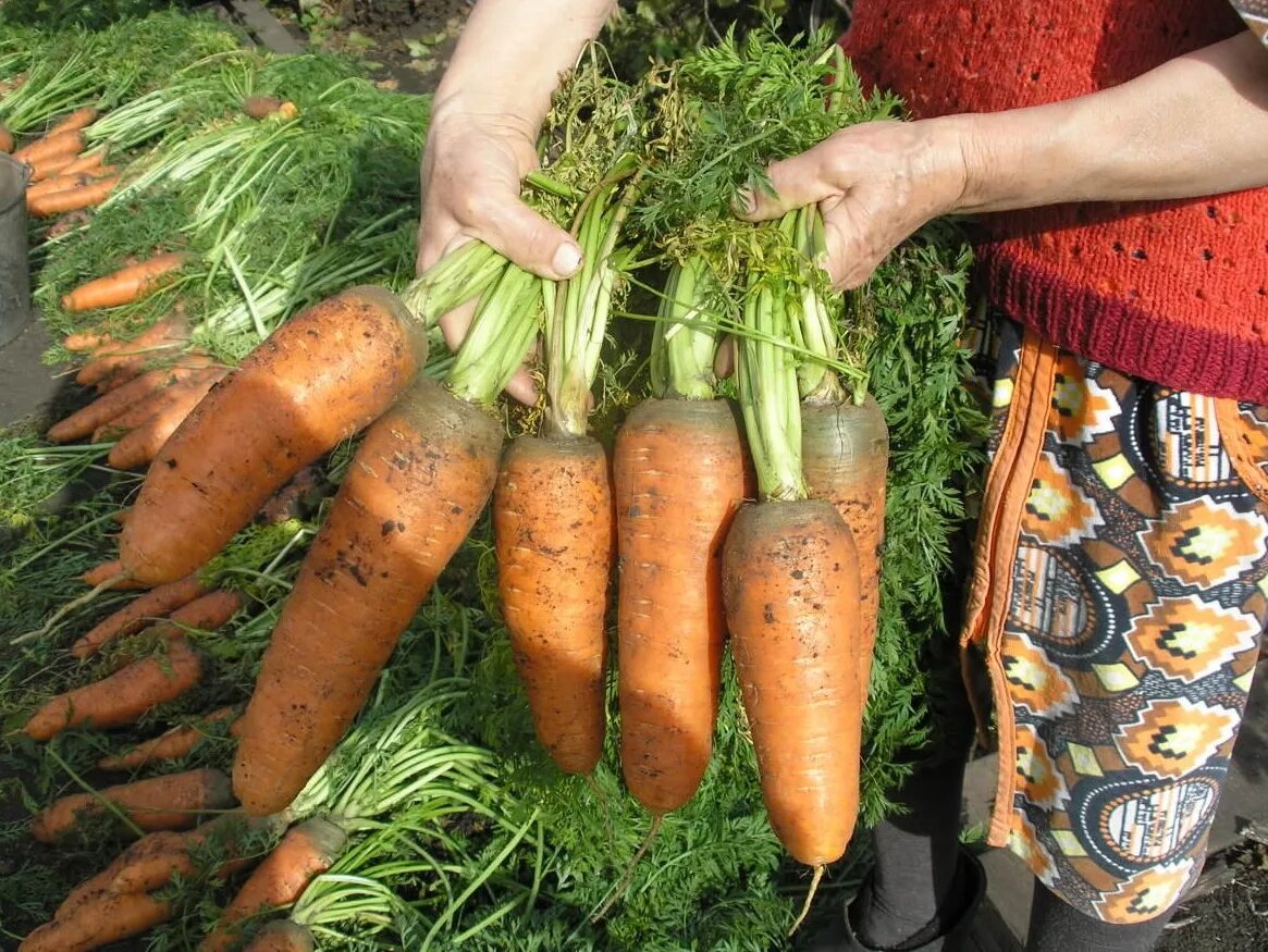 Можно ли перед посадкой моркови. Овощи на огороде. Морковь на грядке. Морковь в огороде. Крупная морковь с огорода.