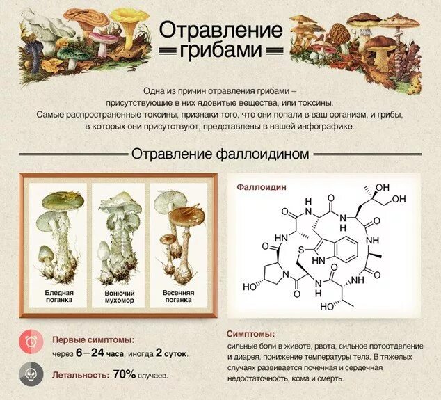 Чем опасно отравление ядовитыми грибами. Ядовитые грибы вызывающие пищевые отравления. отравление ядовитыми грибами. симптомы отравления ядовитыми грибами.