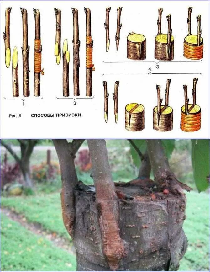 Правильная прививка яблони. Способы прививки плодовых деревьев окулировка. Весенняя прививка яблони на дичку. Способы прививки яблони окулировка. Прививка яблони в расщеп.
