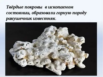Осадочные породы известняк ракушечник уголь