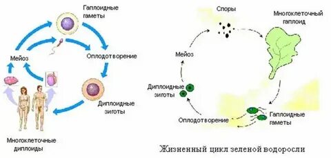 Из споры развивается половое поколение