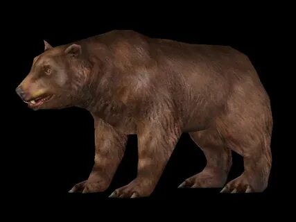 Age bears