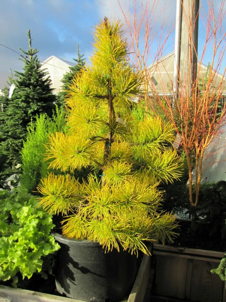 Желтая хвойные. Сосна тунберга thunderhead. Pinus sylvestris aurea. Сосна тейлор санберст. Желтая хвойные.