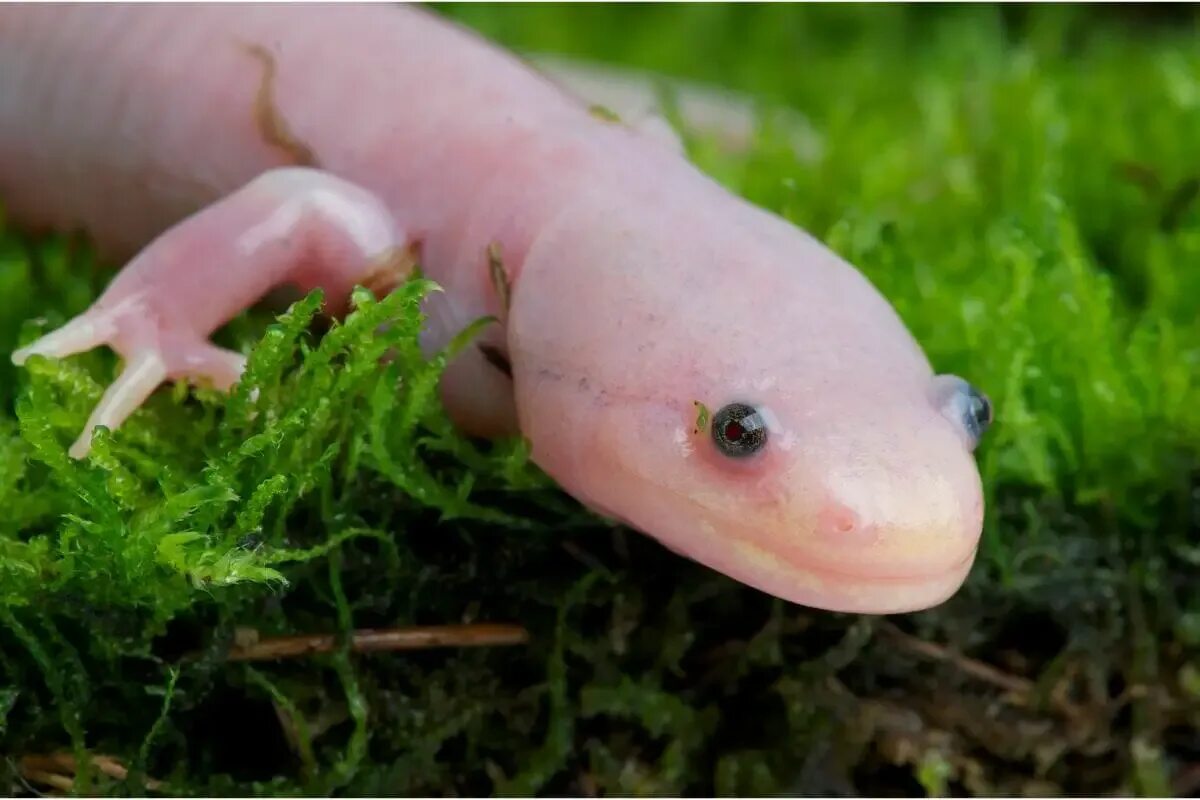 Стадии аксолотля. Амбистома и аксолотль. Аксолотль (Ambystoma mexicanum). Аксолотль взрослый амбистома. Аксолотль метаморфоз.