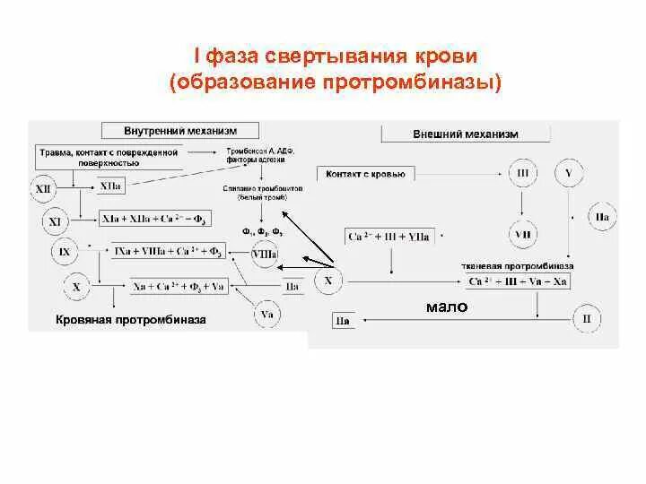 Схема двух фаз свертывания крови тромбообразования. Механизм свертывания крови фазы. 1 Фаза свертывания крови схема. Основные этапы свертывания крови схема. Изменение свертывания крови