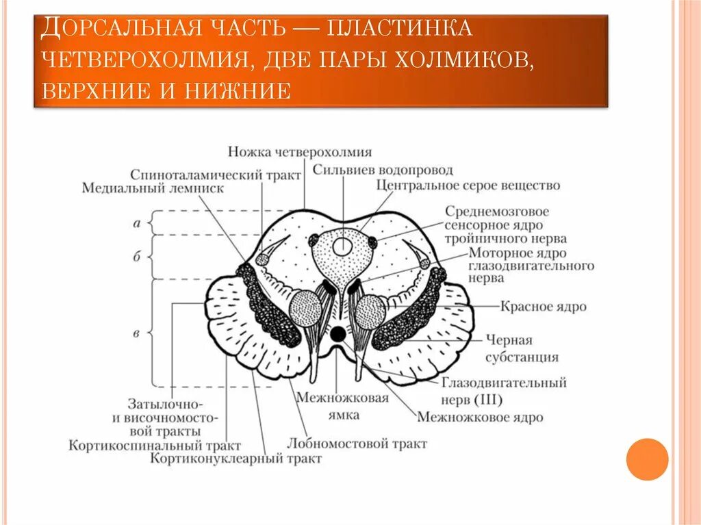 Крыша среднего мозга (пластинка четверохолмия). Покрышка среднего мозга анатомия. Строение среднего мозга анатомия. Бугры четверохолмия среднего мозга.