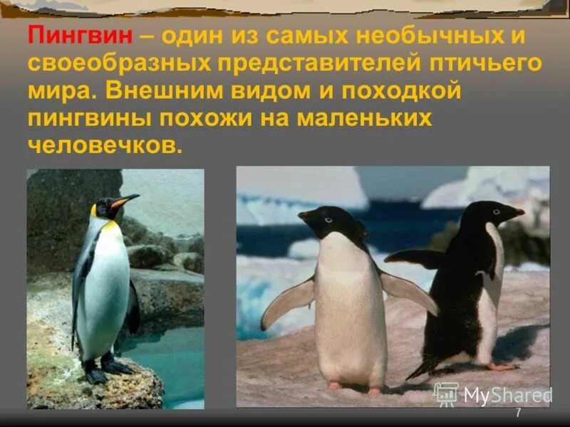 Игра про пингвинов и медведей. Факты о пингвинах. Императорский пингвин описание. Пингвин программа. Факты о пингвинах.