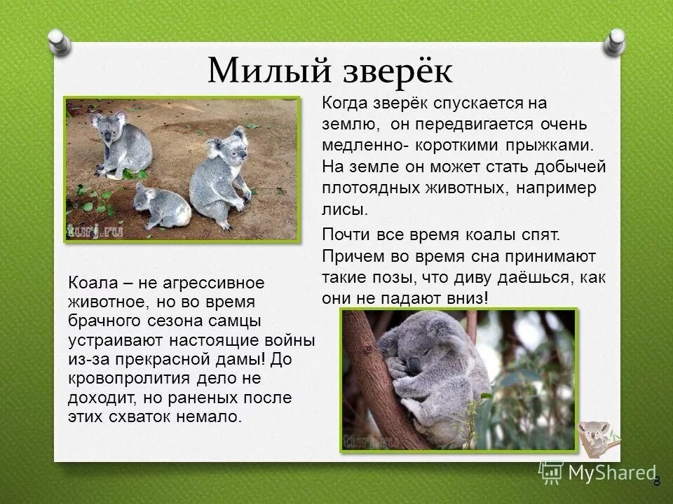 Коала сообщение 7 класс. Коала сообщение 7 класс